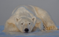 Danielle Robertson_Polar Bear Resting_Best Animal_Wildlife